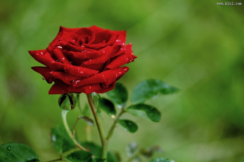 月季花图片大全