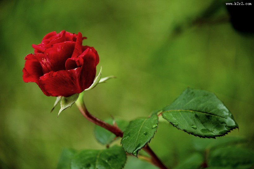 月季花图片大全