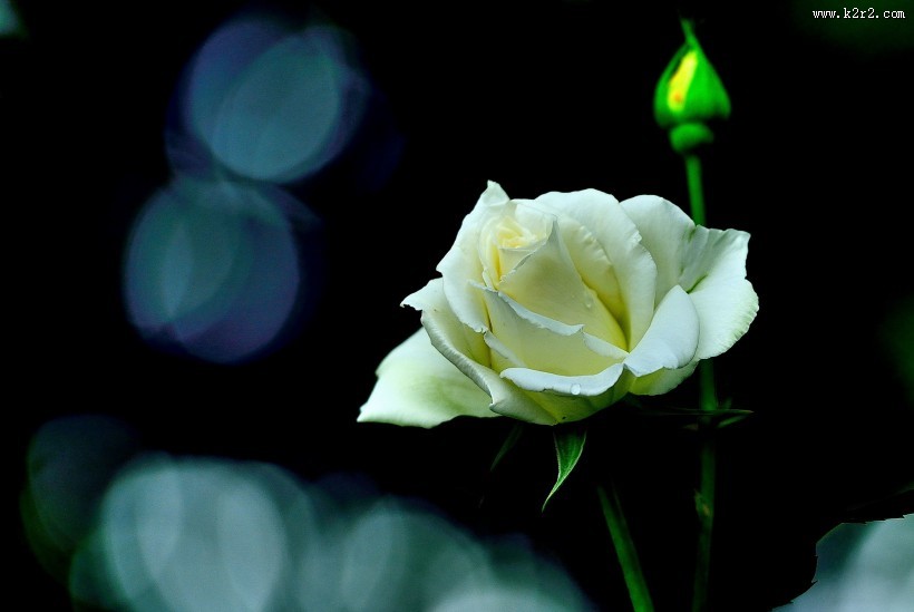 月季花图片大全