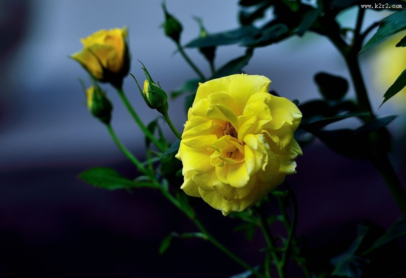 月季花图片大全