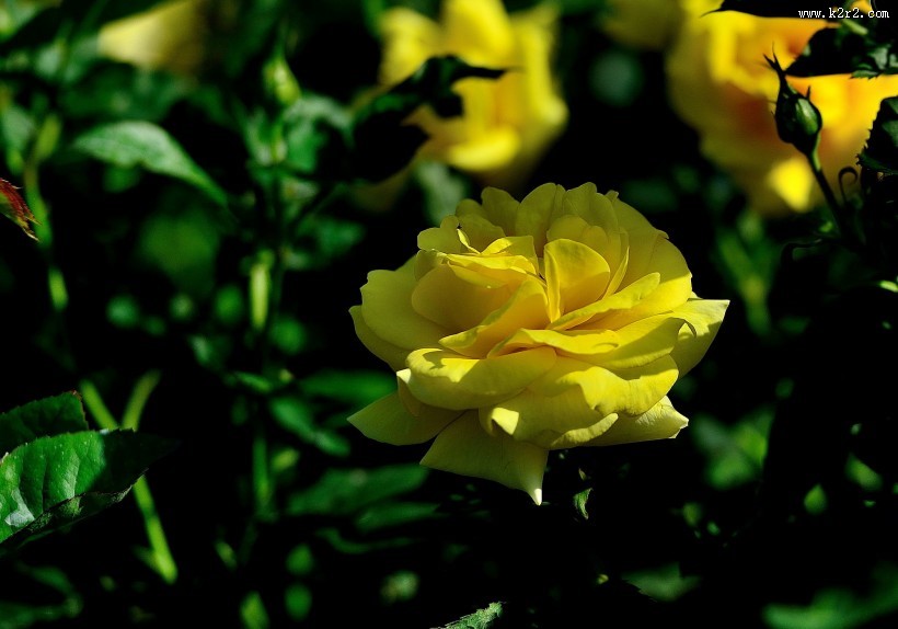 月季花图片大全