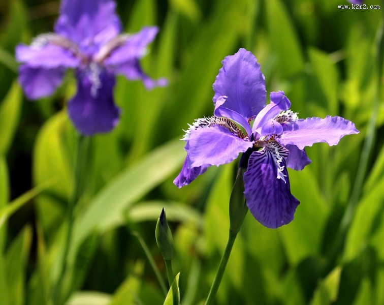 鸢尾花图片
