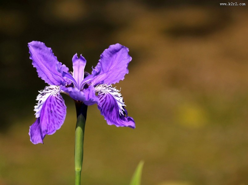 鸢尾花图片