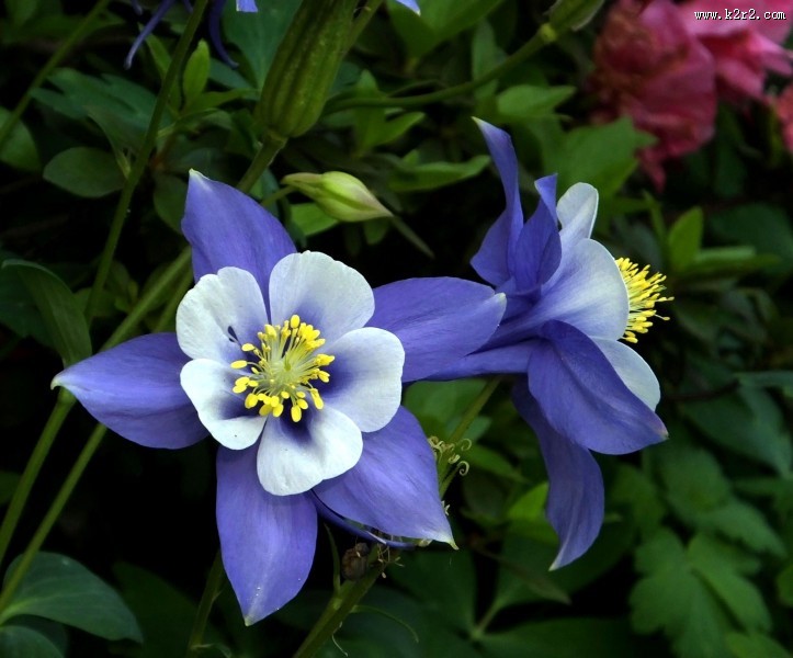 耧斗菜图片大全