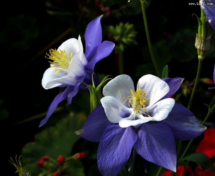 耧斗菜图片大全