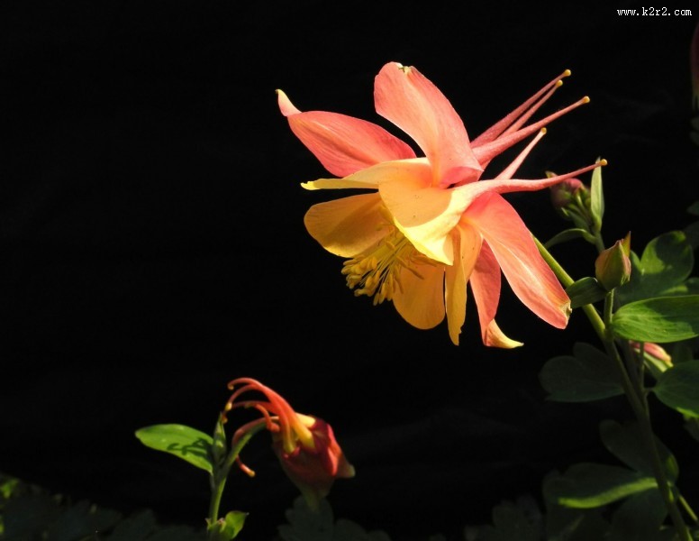 耧斗菜图片大全