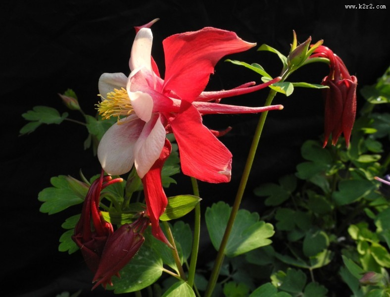 耧斗菜图片大全