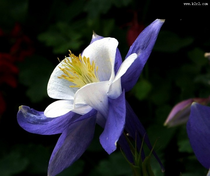 耧斗菜图片大全