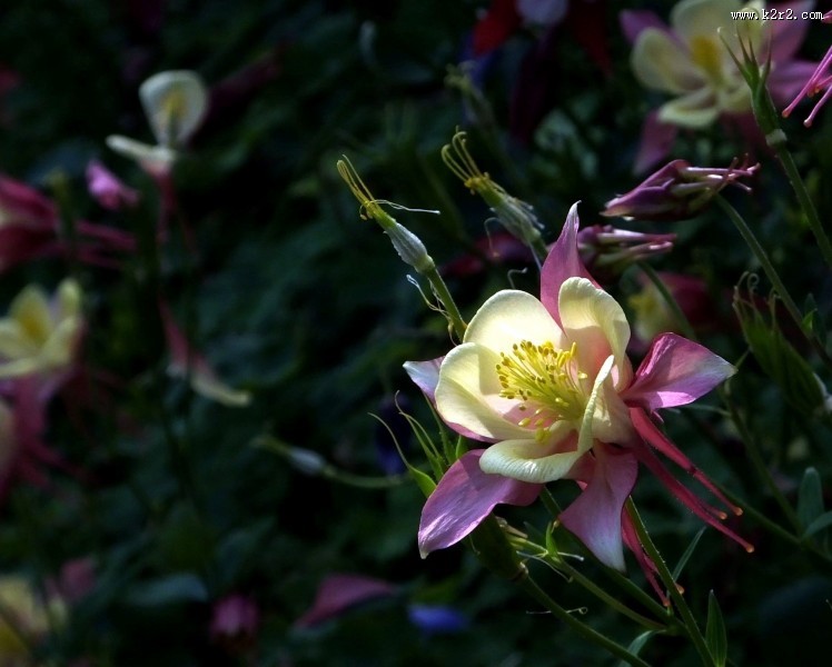 耧斗菜图片大全