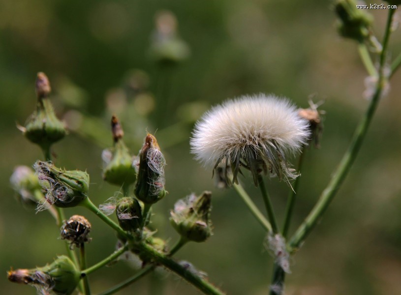 蒲公英图片
