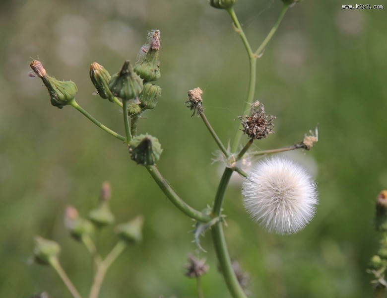 蒲公英图片