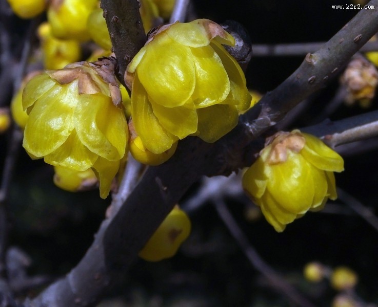 腊梅图片