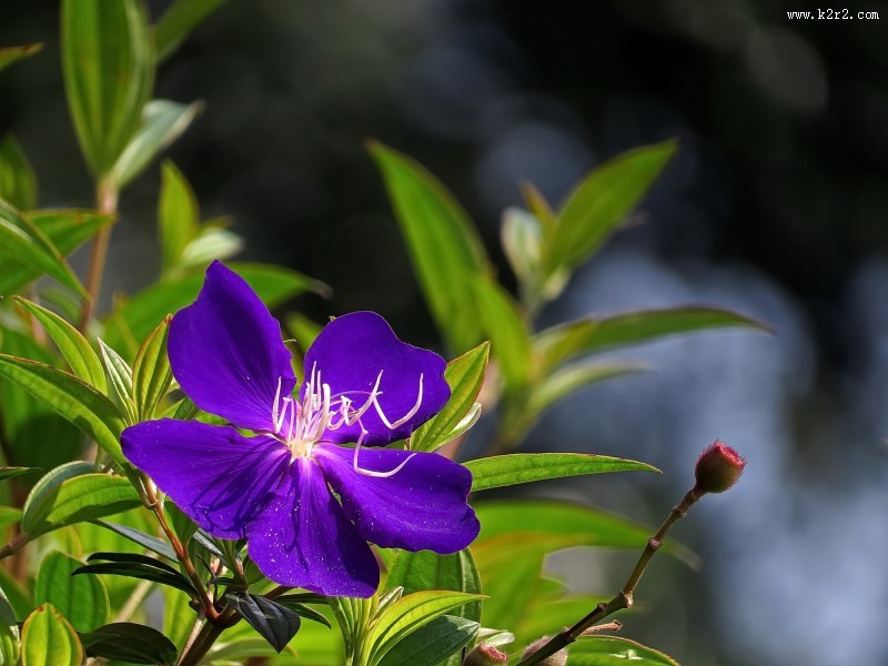 巴西野牡丹图片