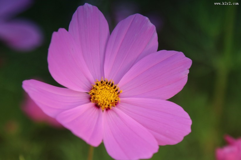 波斯菊图片大全