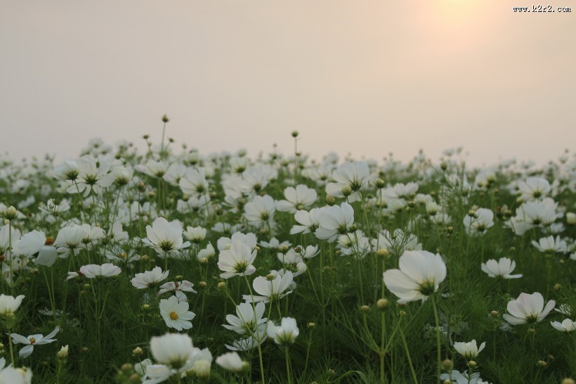 波斯菊图片大全