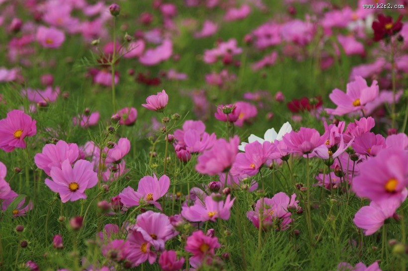 波斯菊图片大全
