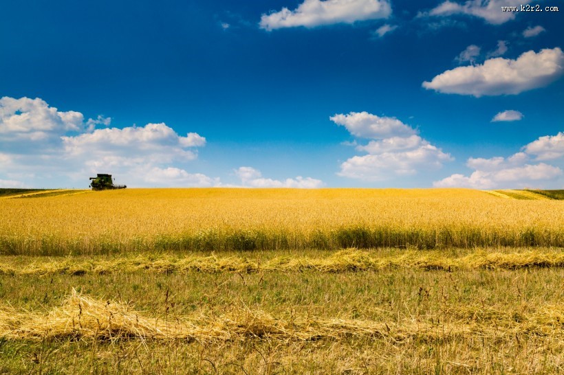 蓝色天空下金黄色的麦田图片