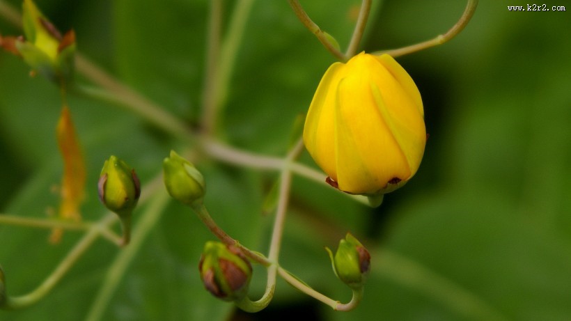 金丝桃图片大全