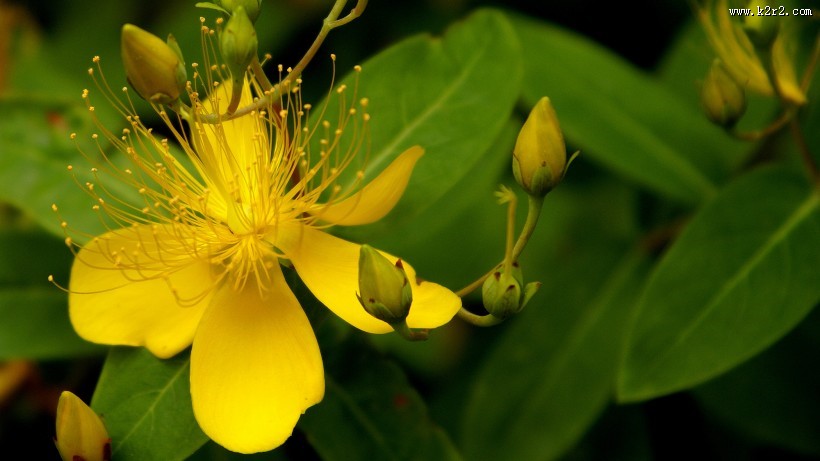 金丝桃图片大全