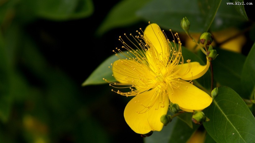 金丝桃图片大全