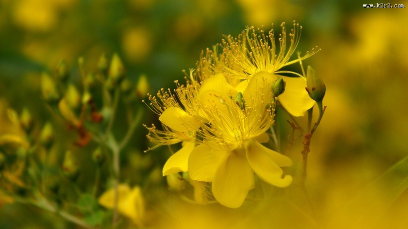 金丝桃图片大全