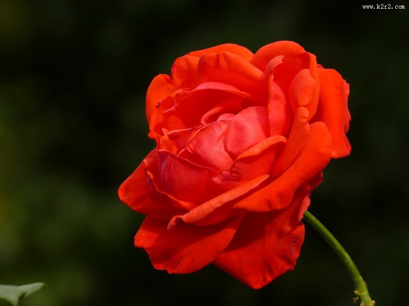 鲜艳红玫瑰图片