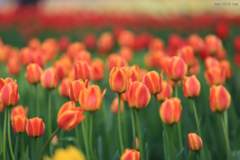 唯美鲜花 郁金香图片