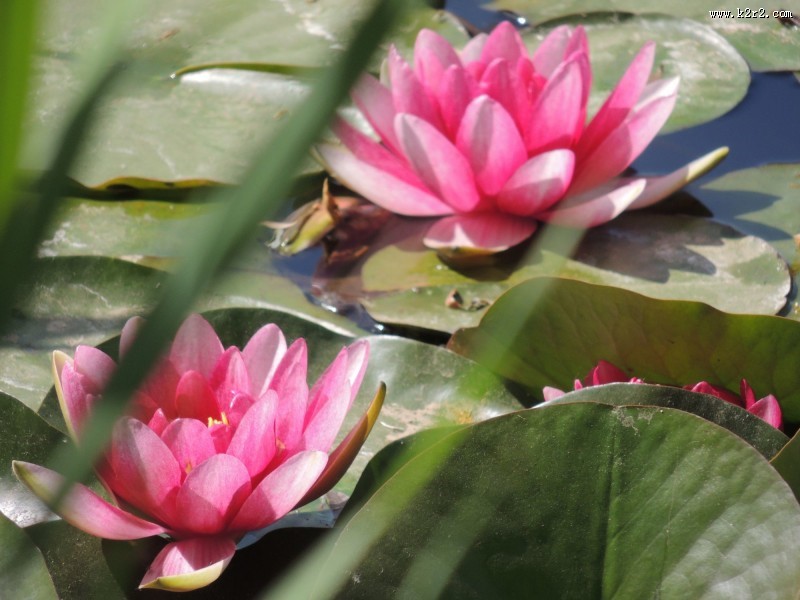 睡莲图片