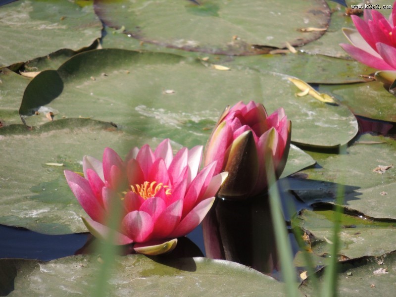 睡莲图片