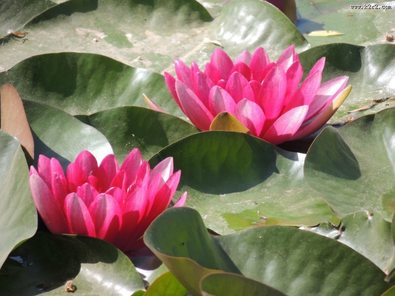 睡莲图片