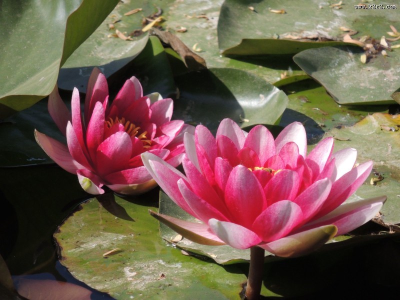 睡莲图片