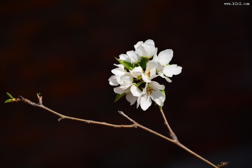 洁白的梨花图片