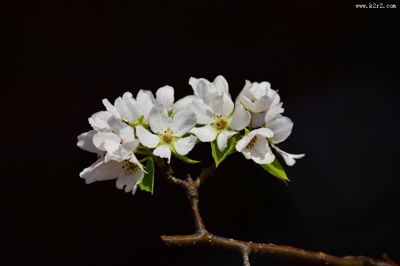 洁白的梨花图片