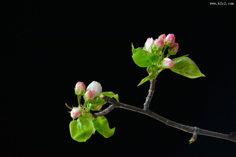 洁白的梨花图片