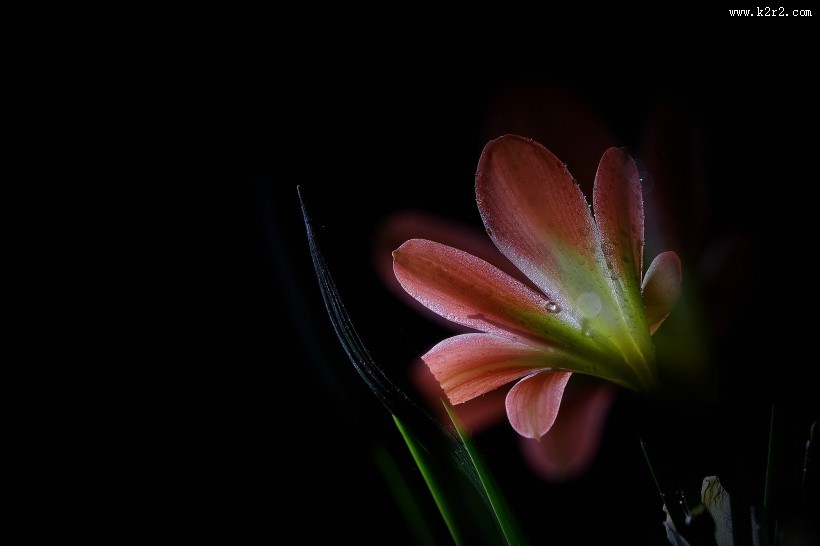 曝光君子兰图片大全