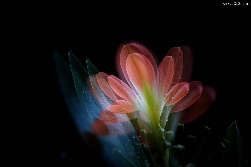 曝光君子兰图片大全