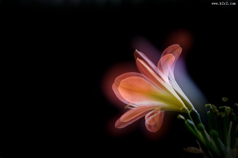 曝光君子兰图片大全