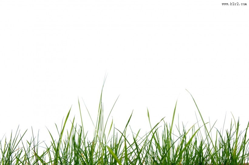 绿色的草图片大全