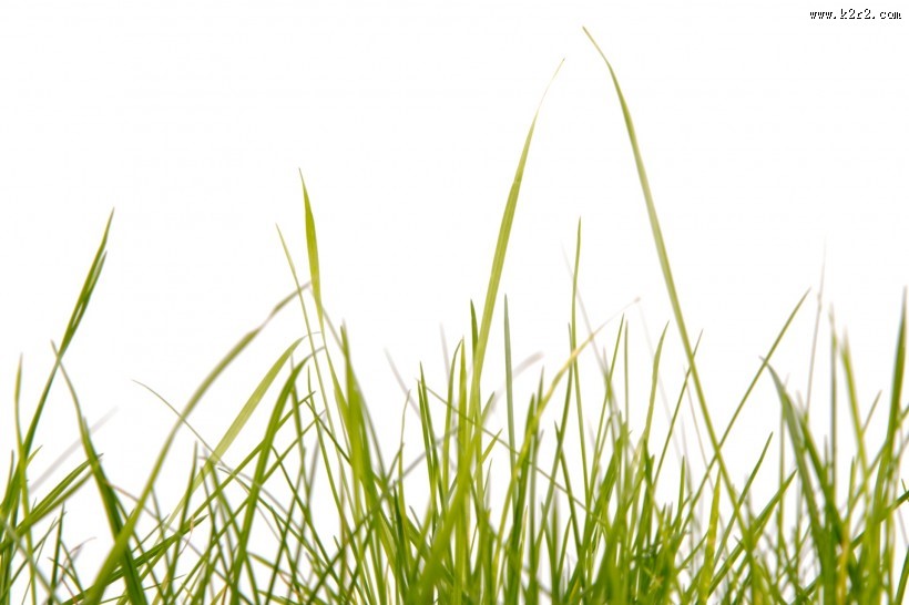 绿色的草图片大全