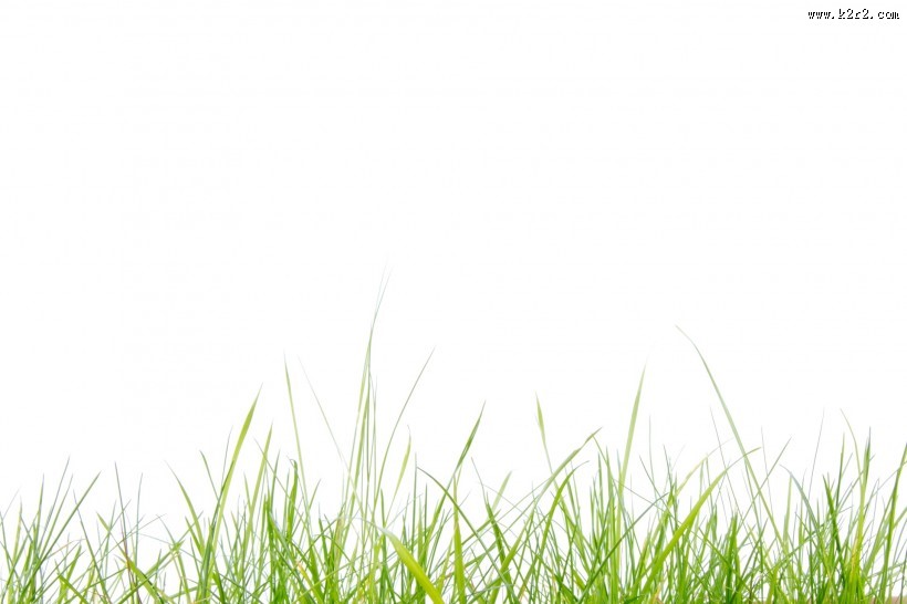 绿色的草图片大全
