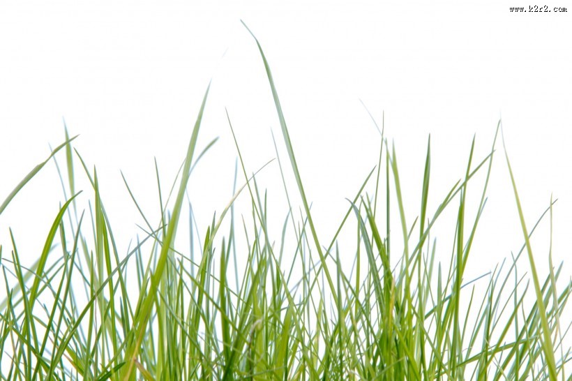 绿色的草图片大全