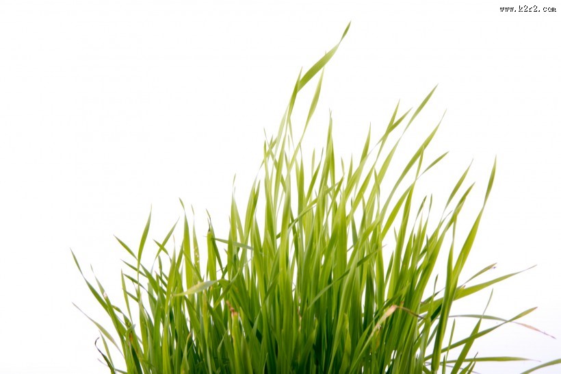 绿色的草图片大全