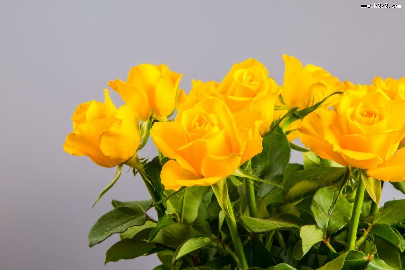 黄色玫瑰花图片