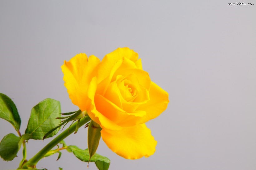 黄色玫瑰花图片