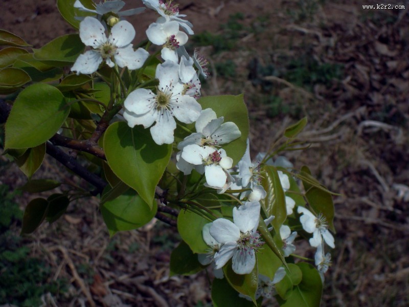 梨花图片大全