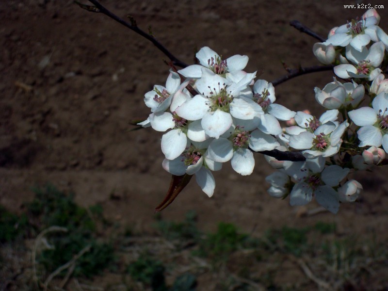 梨花图片大全