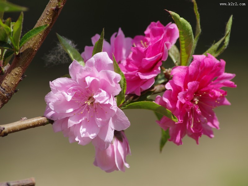 碧桃花图片大全