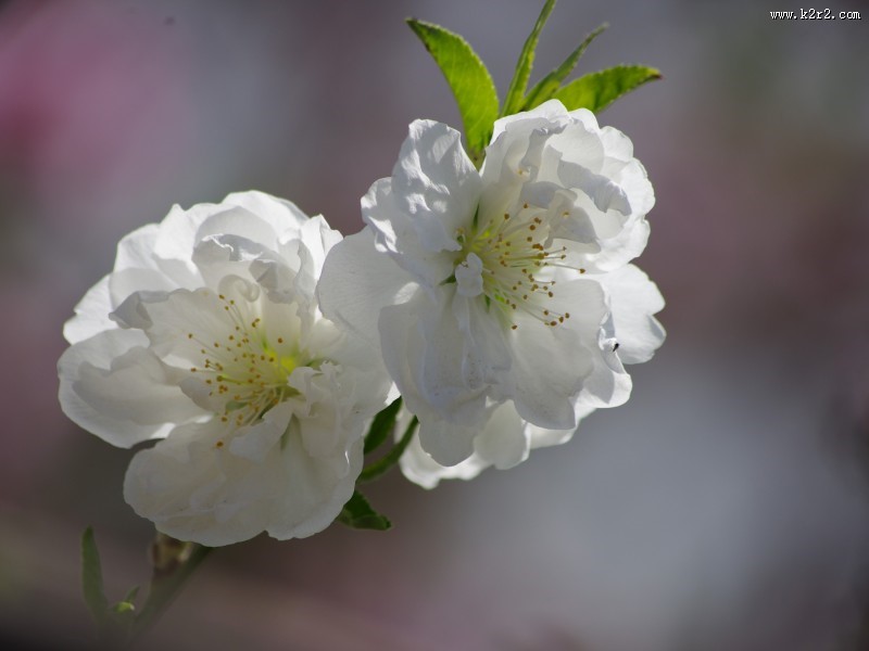 碧桃花图片大全