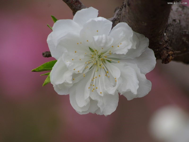 碧桃花图片大全