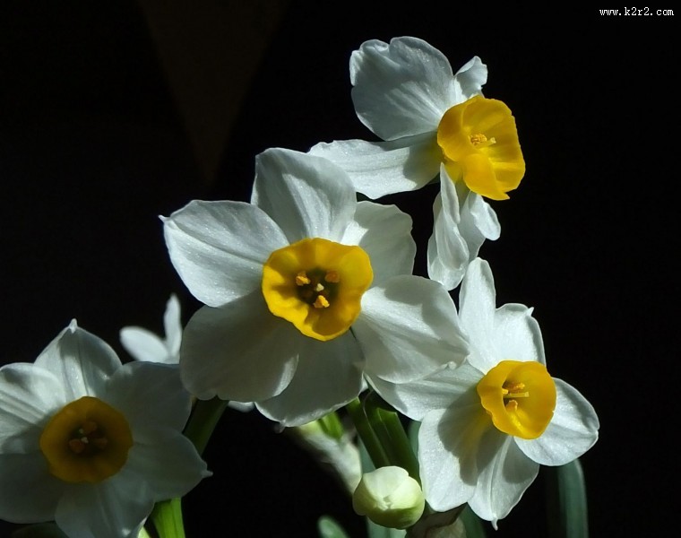 水仙花图片大全